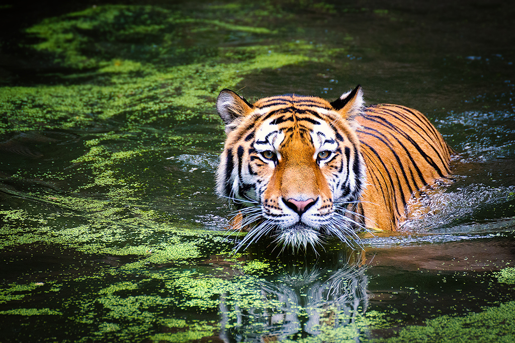 A Dangerous Looking Tiger